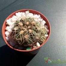 A photo of Gymnocalycium calochlorum