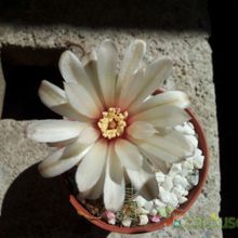 A photo of Gymnocalycium calochlorum