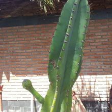 Una foto de Cereus uruguayanus
