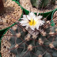 A photo of Thelocactus rinconensis