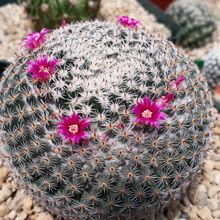 Una foto de Mammillaria perbella