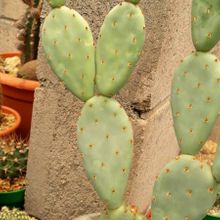 Foto de un cactus que se está identificando actualmente