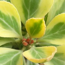 A photo of Euphorbia ritchei fma. variegada