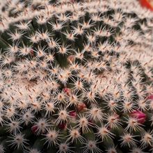 Una foto de Mammillaria perbella