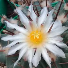 A photo of Thelocactus rinconensis