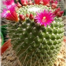 A photo of Mammillaria spinosissima fma. unpico