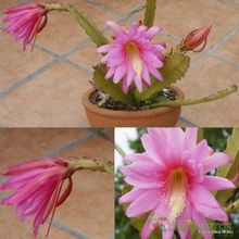A photo of Disocactus ackermannii