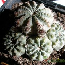A photo of Gymnocalycium bodenbenderianum