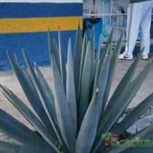 Una foto de Agave tequilana  