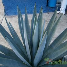 Una foto de Agave tequilana  