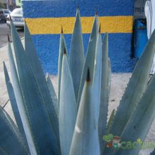 Una foto de Agave tequilana  