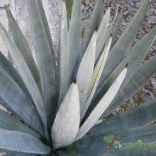 Una foto de Agave tequilana  