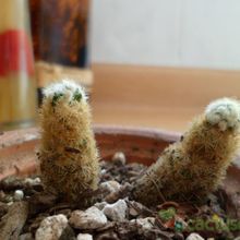 A photo of Mammillaria elongata cv. Golden Nugget