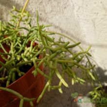 A photo of Rhipsalis cereuscula