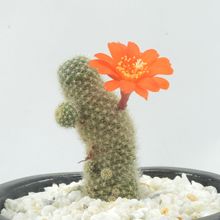 Foto de un cactus que se está identificando actualmente
