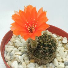 Photo of a cactus currently being identified