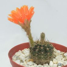 Photo of a cactus currently being identified