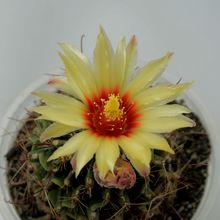 Una foto de Thelocactus setispinus