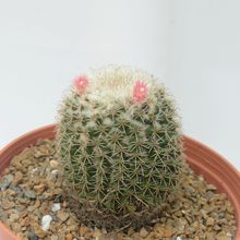 Una foto de Mammillaria tayloriorum