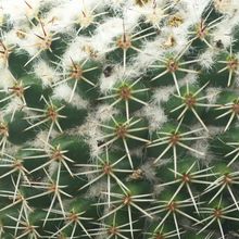Una foto de Mammillaria tayloriorum