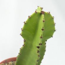 Una foto de Euphorbia ingens