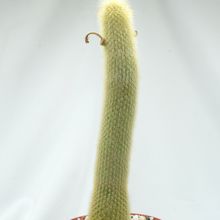 Una foto de Cleistocactus winteri