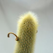 Una foto de Cleistocactus winteri