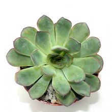 A photo of Echeveria pulidonis