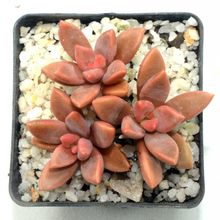 Una foto de Graptosedum cv. Bronze (Graptopetalum paraguayense x Sedum stahlii) (Hibrido)