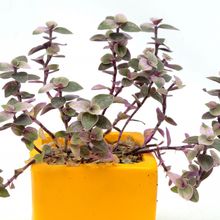 Una foto de Callisia repens