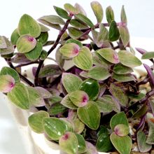 Una foto de Callisia repens