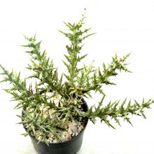 Una foto de Euphorbia stenoclada