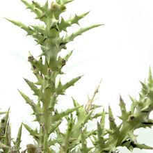 Una foto de Euphorbia stenoclada