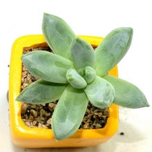 Una foto de Pachyveria Bea (Pachyphytum compactum x Echeveria sp) (Hibrido)