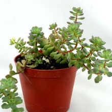 Photo of a cactus currently being identified