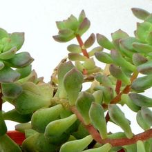 Photo of a cactus currently being identified