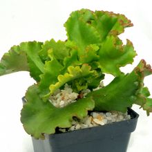Una foto de Kalanchoe cv. Krinkle Red