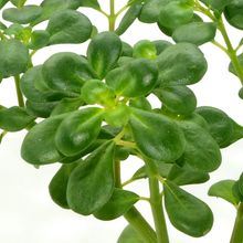 A photo of Pilea microphylla