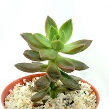 Una foto de Sedum x Golden Glow