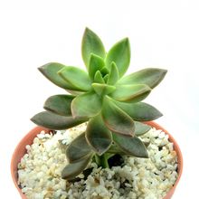 Una foto de Sedum x Golden Glow