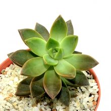 Una foto de Sedum x Golden Glow