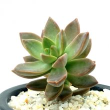 Una foto de Sedum x Golden Glow