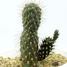 A photo of Cylindropuntia fulgida