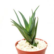 Una foto de Aloe vera