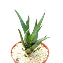 Una foto de Aloe vera