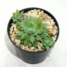 Una foto de Graptopetalum macdougallii