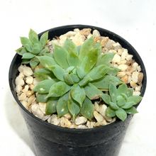 Una foto de Graptopetalum macdougallii