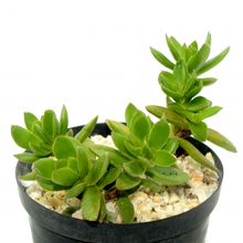Una foto de Crassula undulata