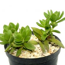 Una foto de Crassula undulata