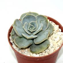 Foto de un cactus que se está identificando actualmente
